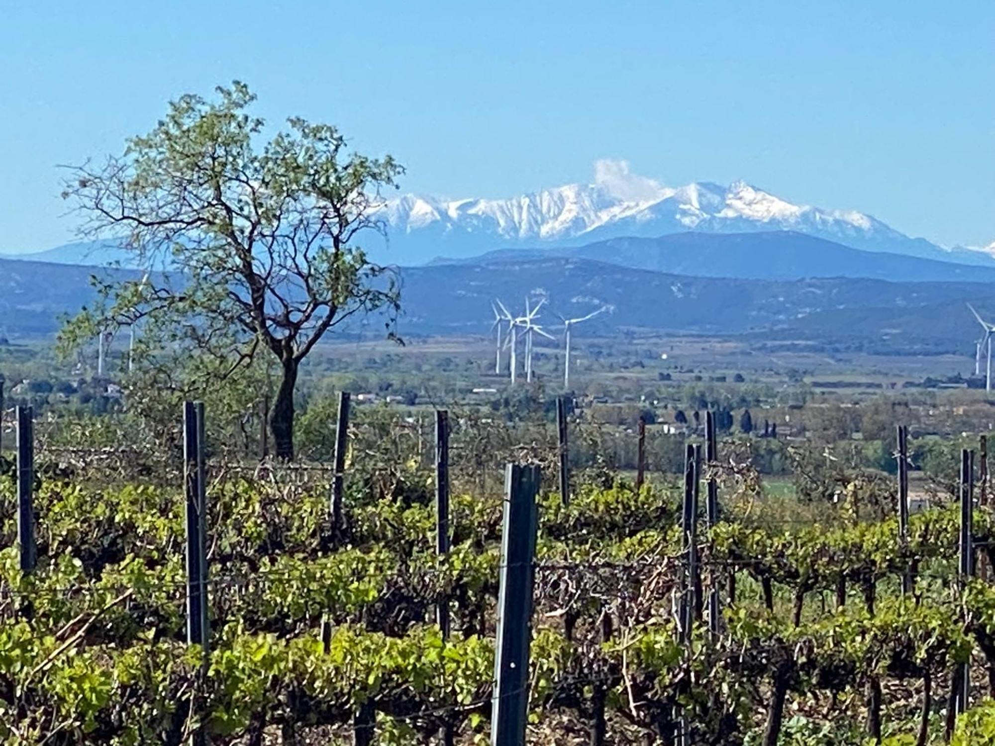 Maison Du Midi, 2 Gites De Charme Ginestas المظهر الخارجي الصورة