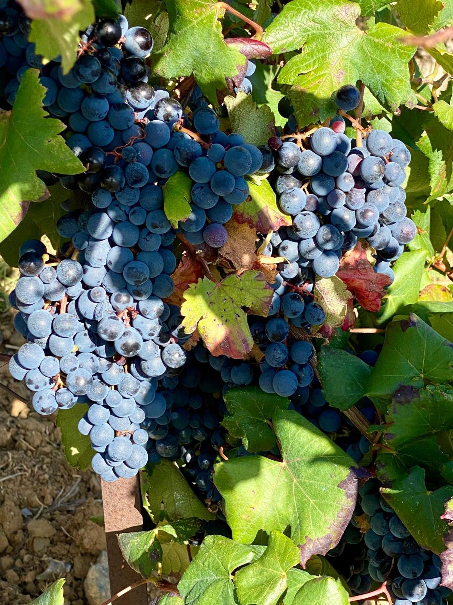 Maison Du Midi, 2 Gites De Charme Ginestas المظهر الخارجي الصورة